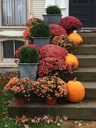 6 Tips For Colorful Blooms on Your Fall Mums