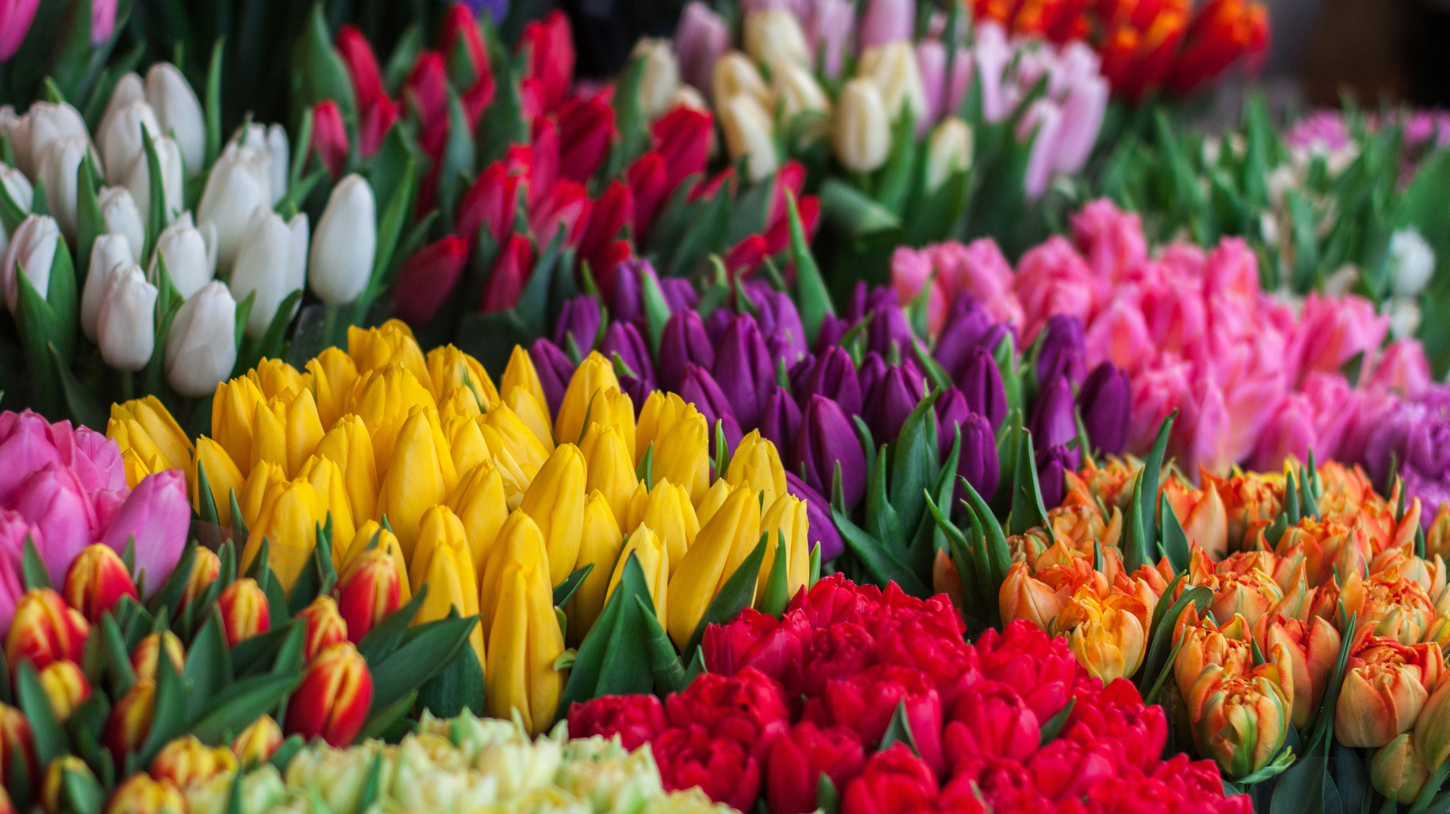 7 Easter-Themed Flowers to Bloom Your Garden with Springtime Joy