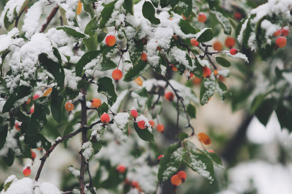 Preparing Your Garden for Winter: A Comprehensive Guide to Winterizing Your Garden