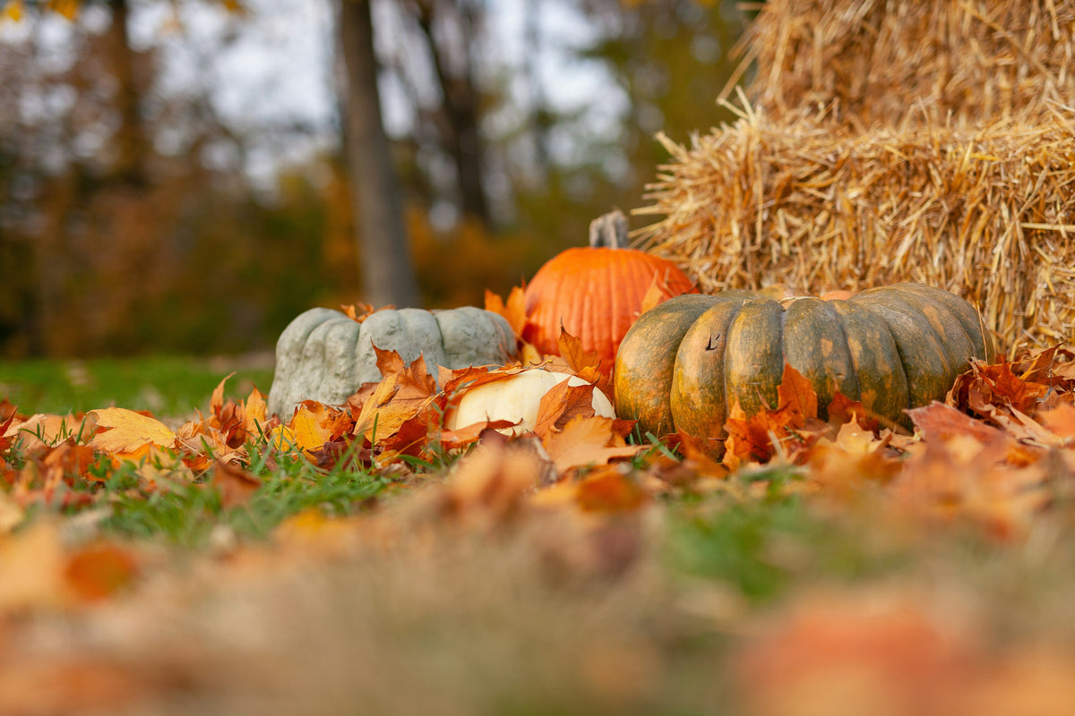 Everything to Do Before First Frost in October