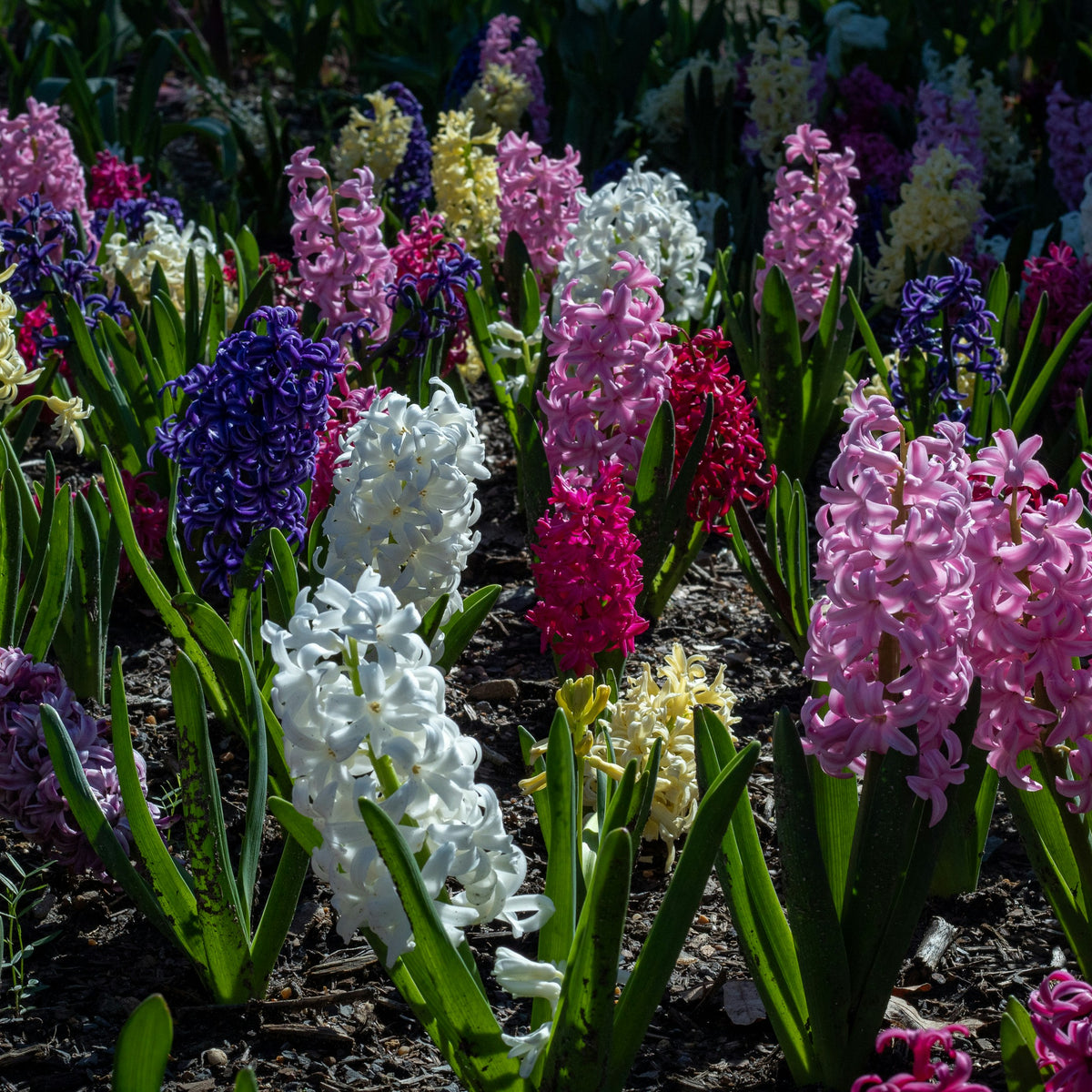 5 Vibrant Flowers To Brighten Your April Garden – Lakeside Garden Gallery