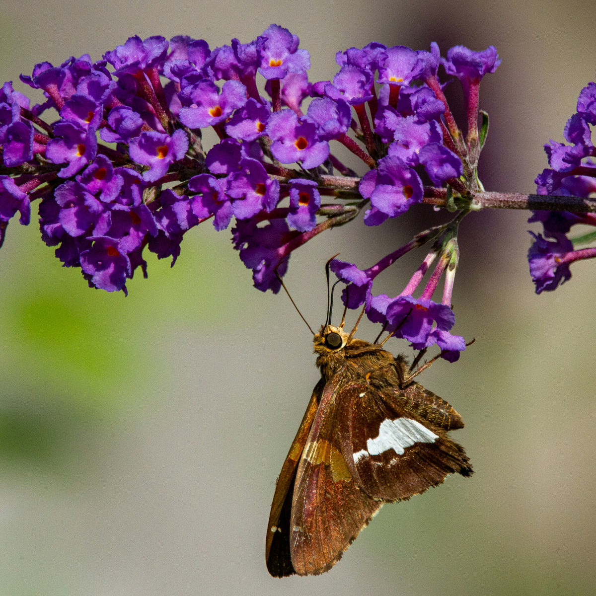 How To Care For a Buddleia ? – Lakeside Garden Gallery