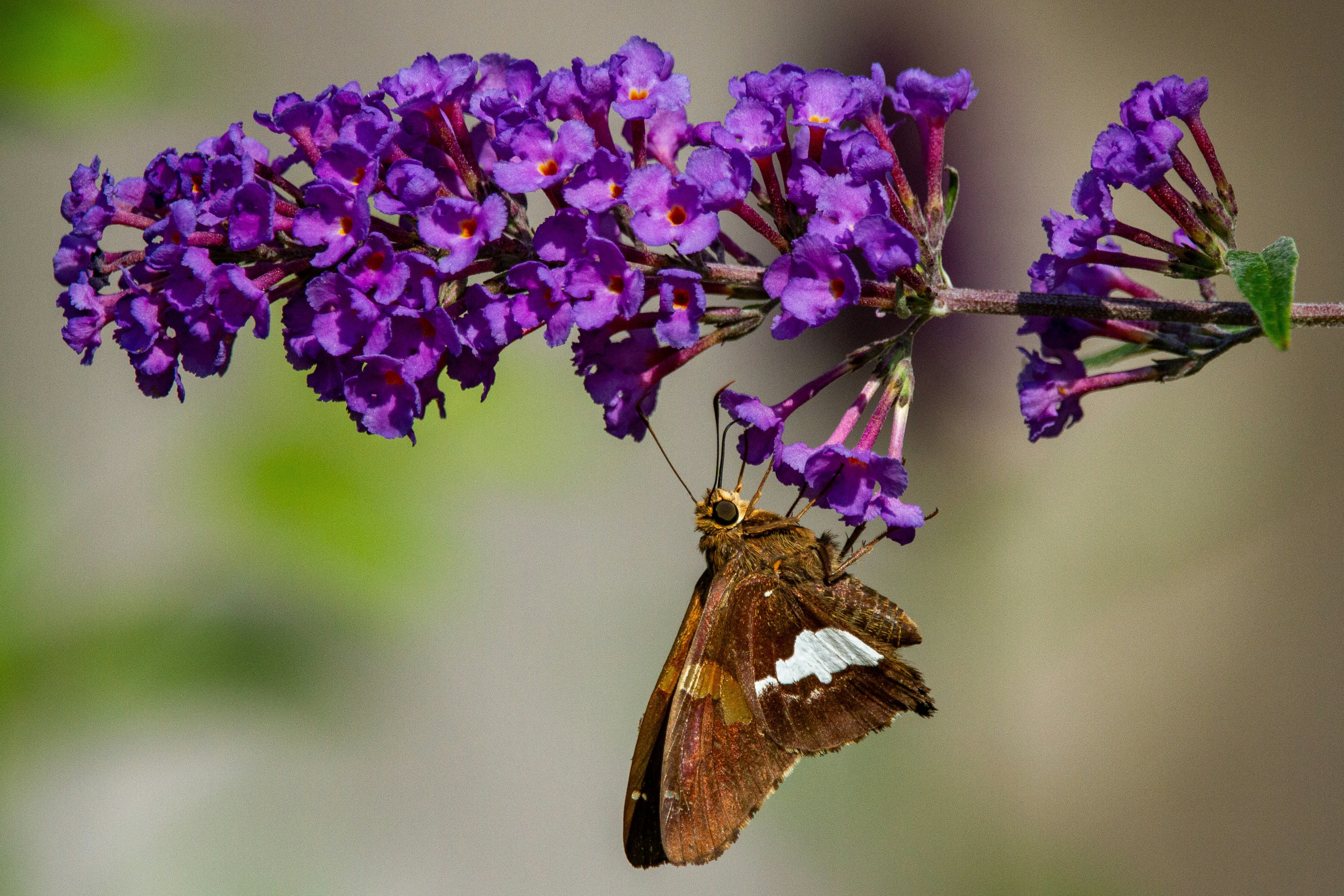 How To Care For a Buddleia ?