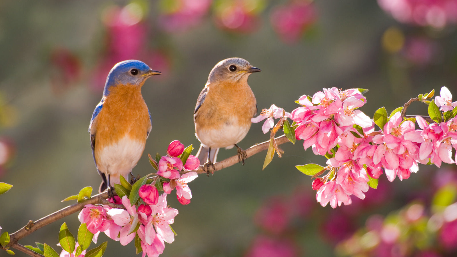 How To Attract Birds To Your Garden?