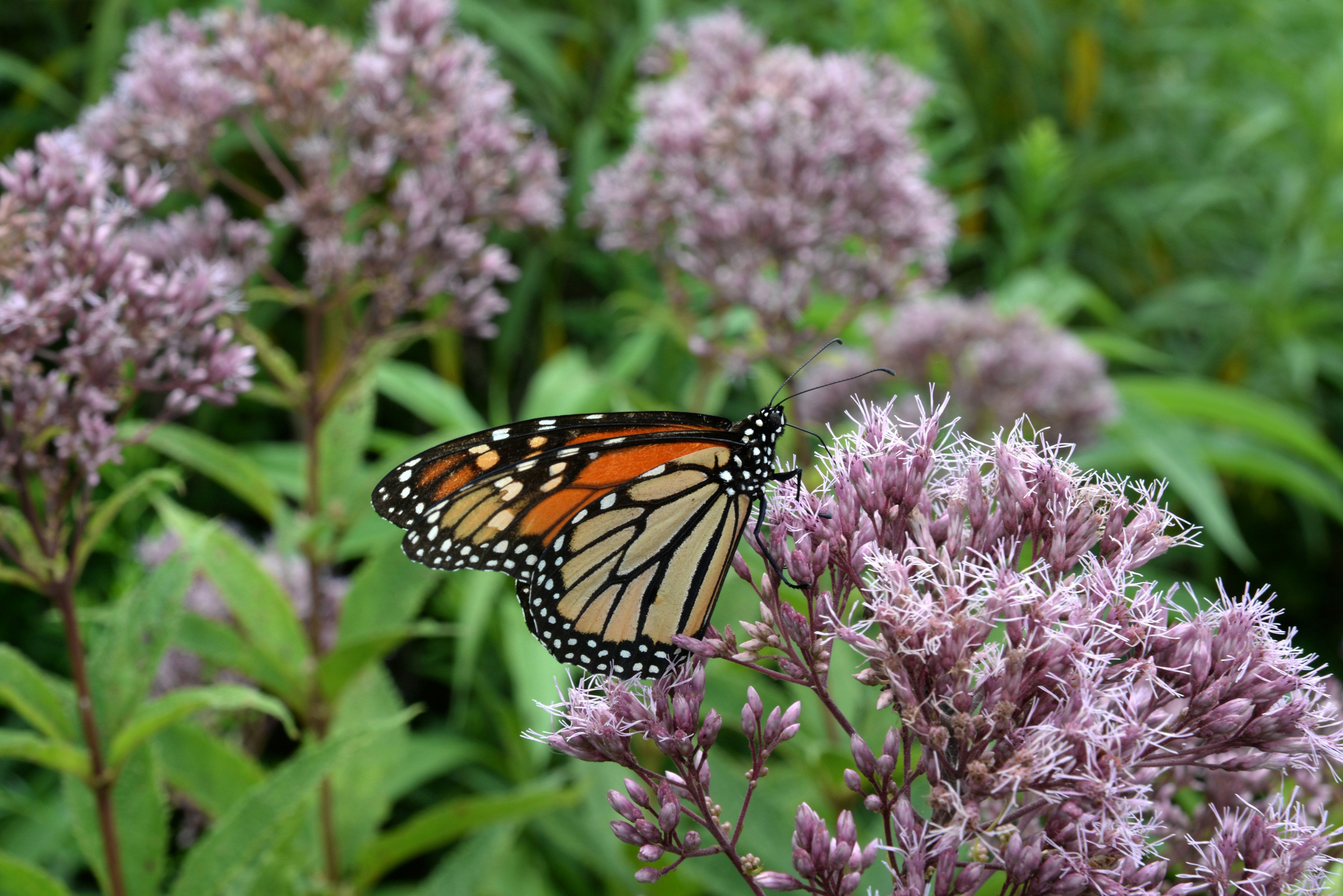 What Plants Are Best for Supporting Pollinators This Spring?