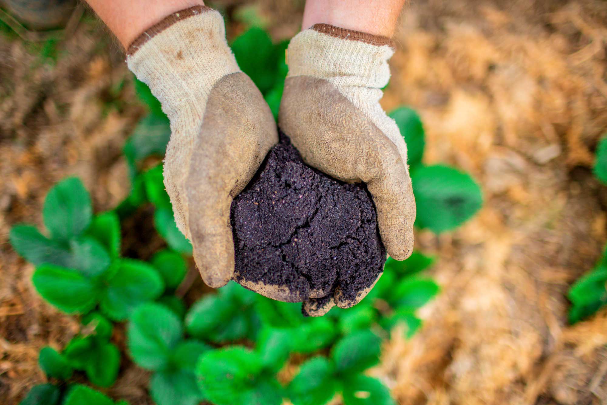 How to Prepare Your Soil for Next Spring