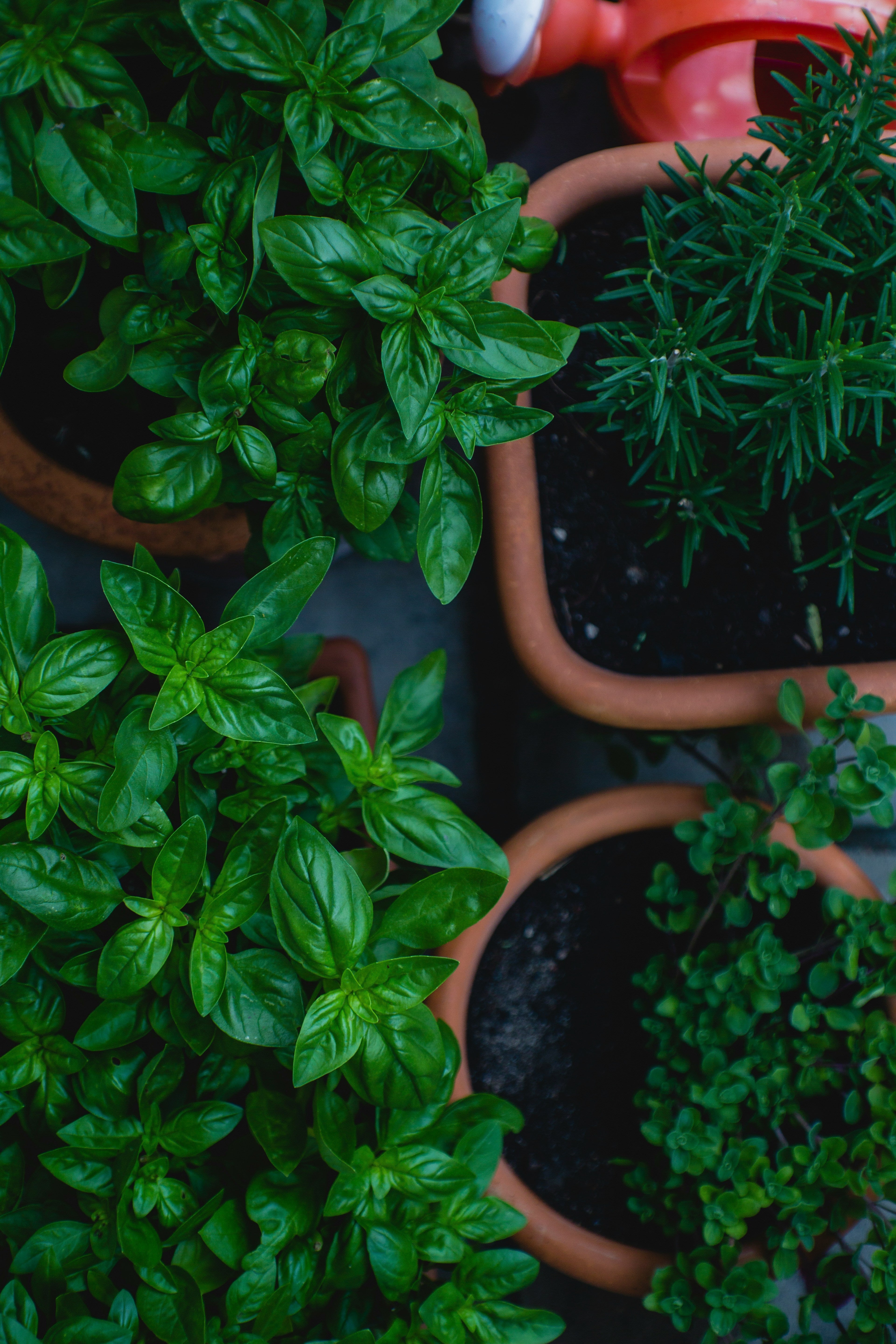 How To Start A Herb Garden