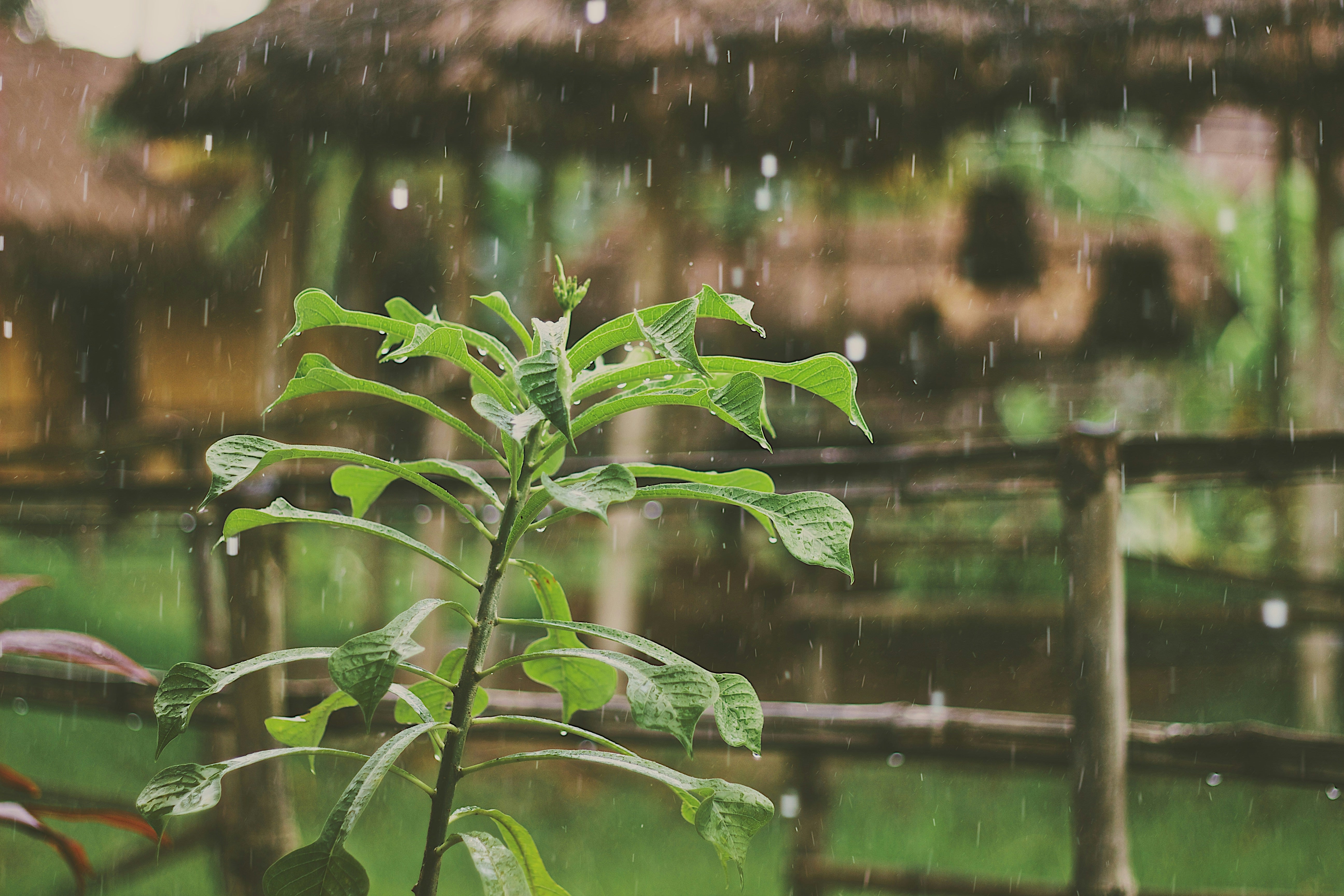 How to Build a Rain Garden in Your Backyard