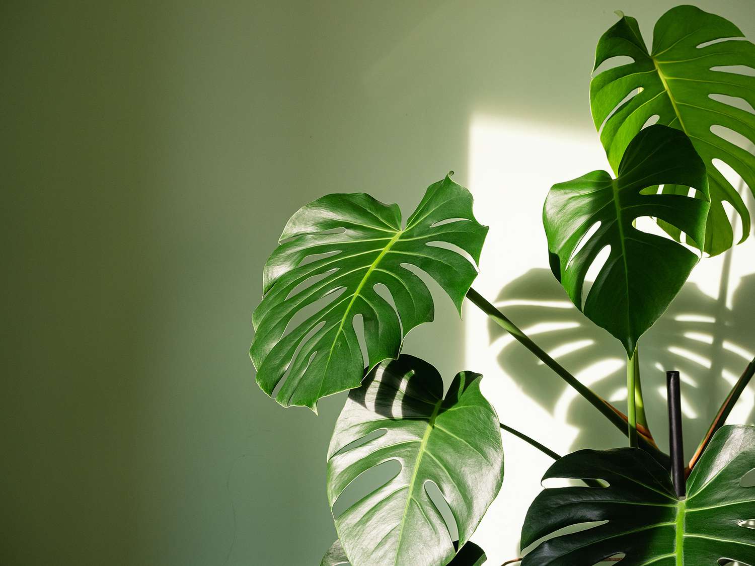 How to Care for Indoor Tropical Plants When Daylight Is at Its Lowest
