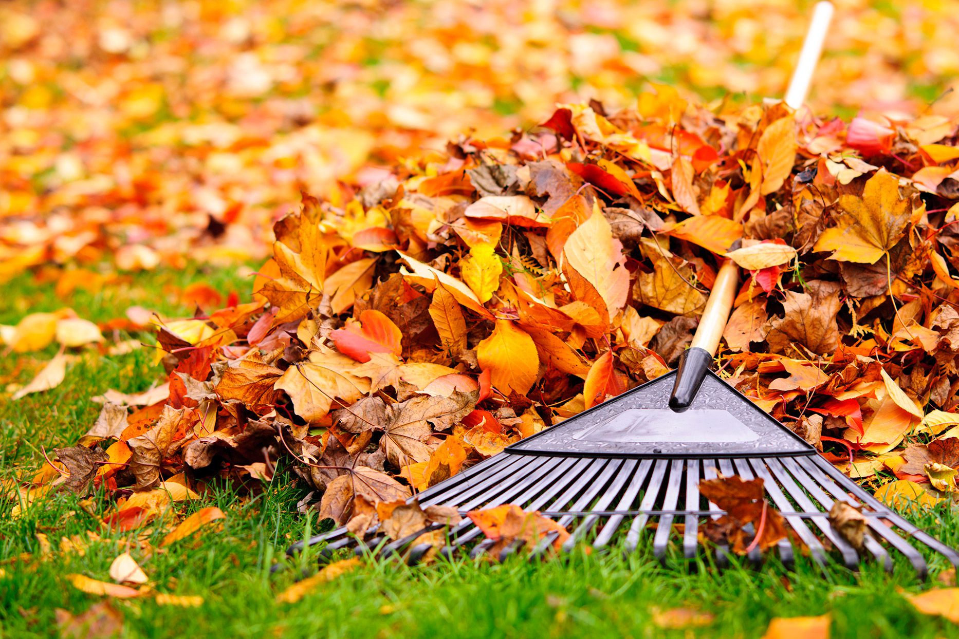 5 Ways to Prepare Your Garden for Fall