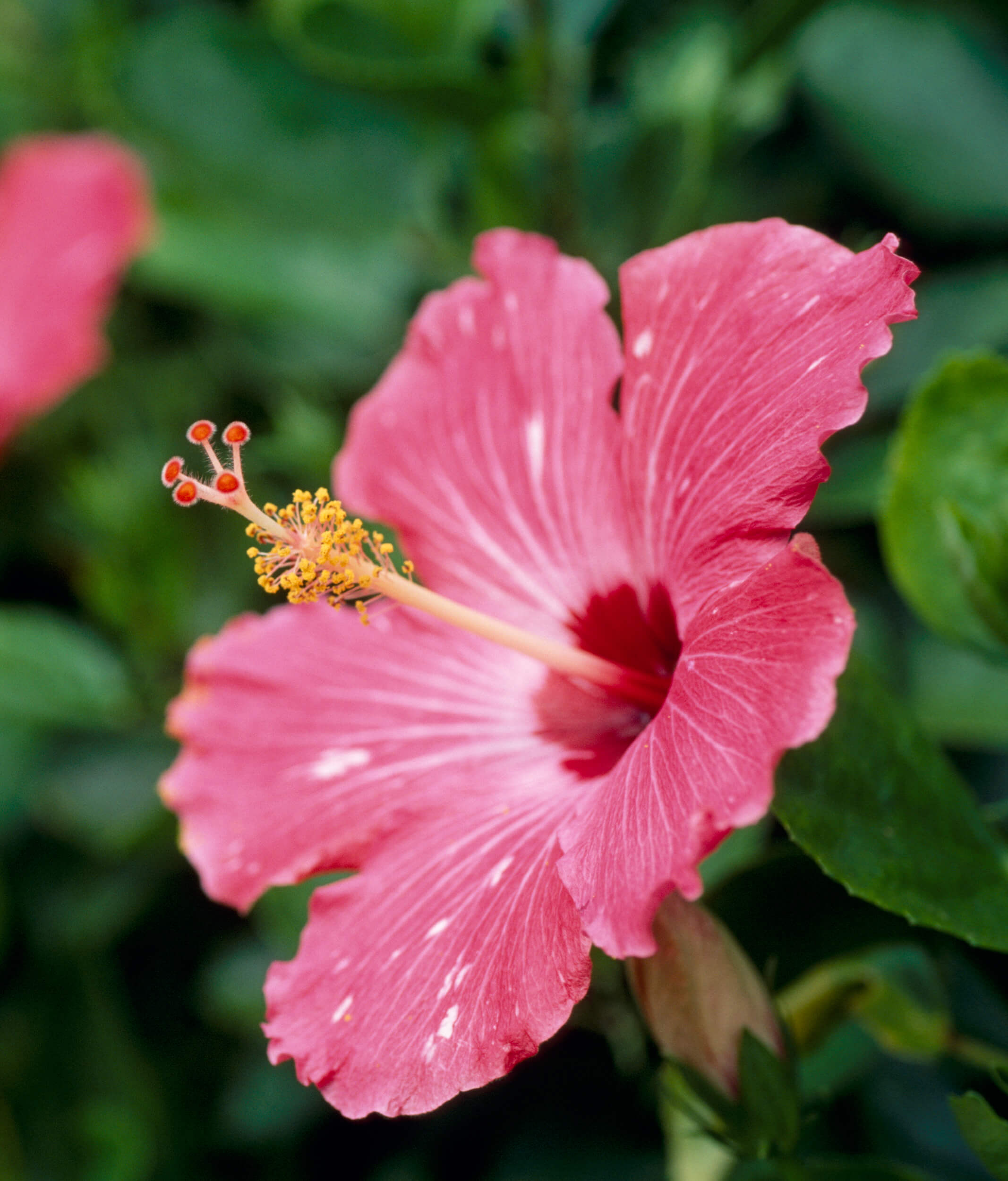 Exotic Tropical Plants