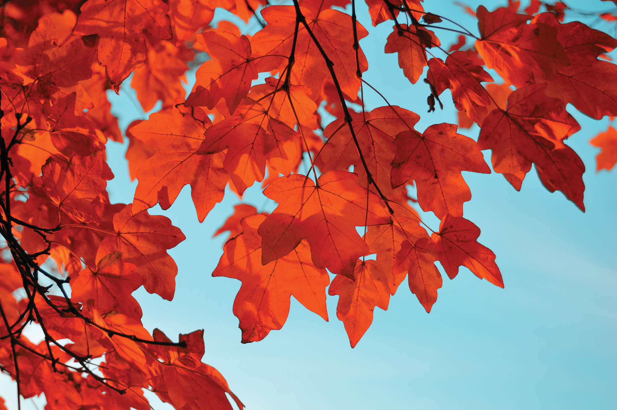 How To Add Autumn Colour In Your Garden