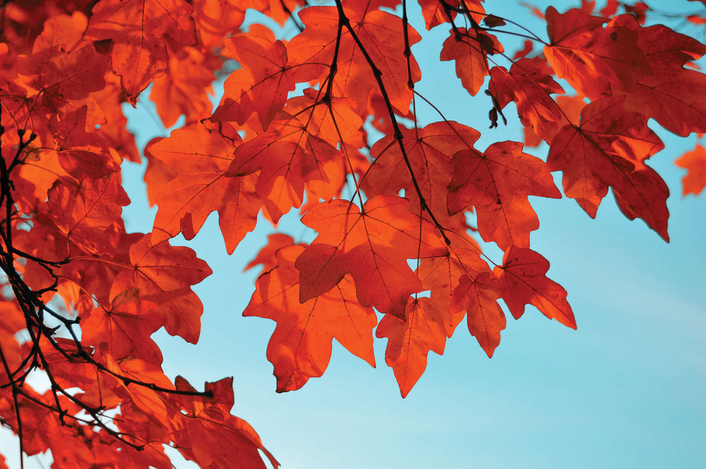 How To Add Autumn Colour In Your Garden