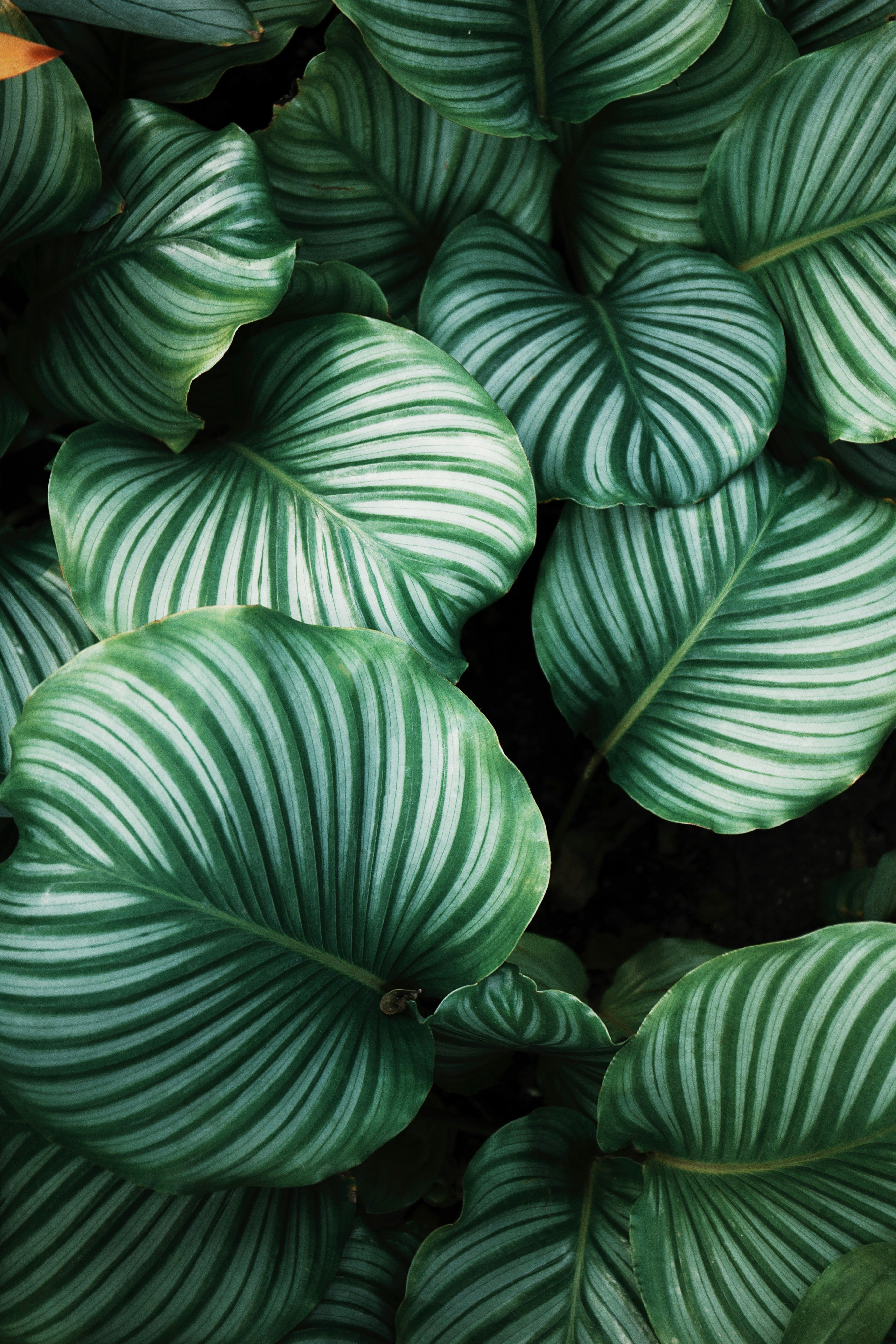 5 Best Tropical Houseplants for Winter Decor