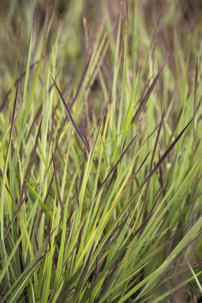 No-Fuss Grass: The Beauty of Ornamental Grass