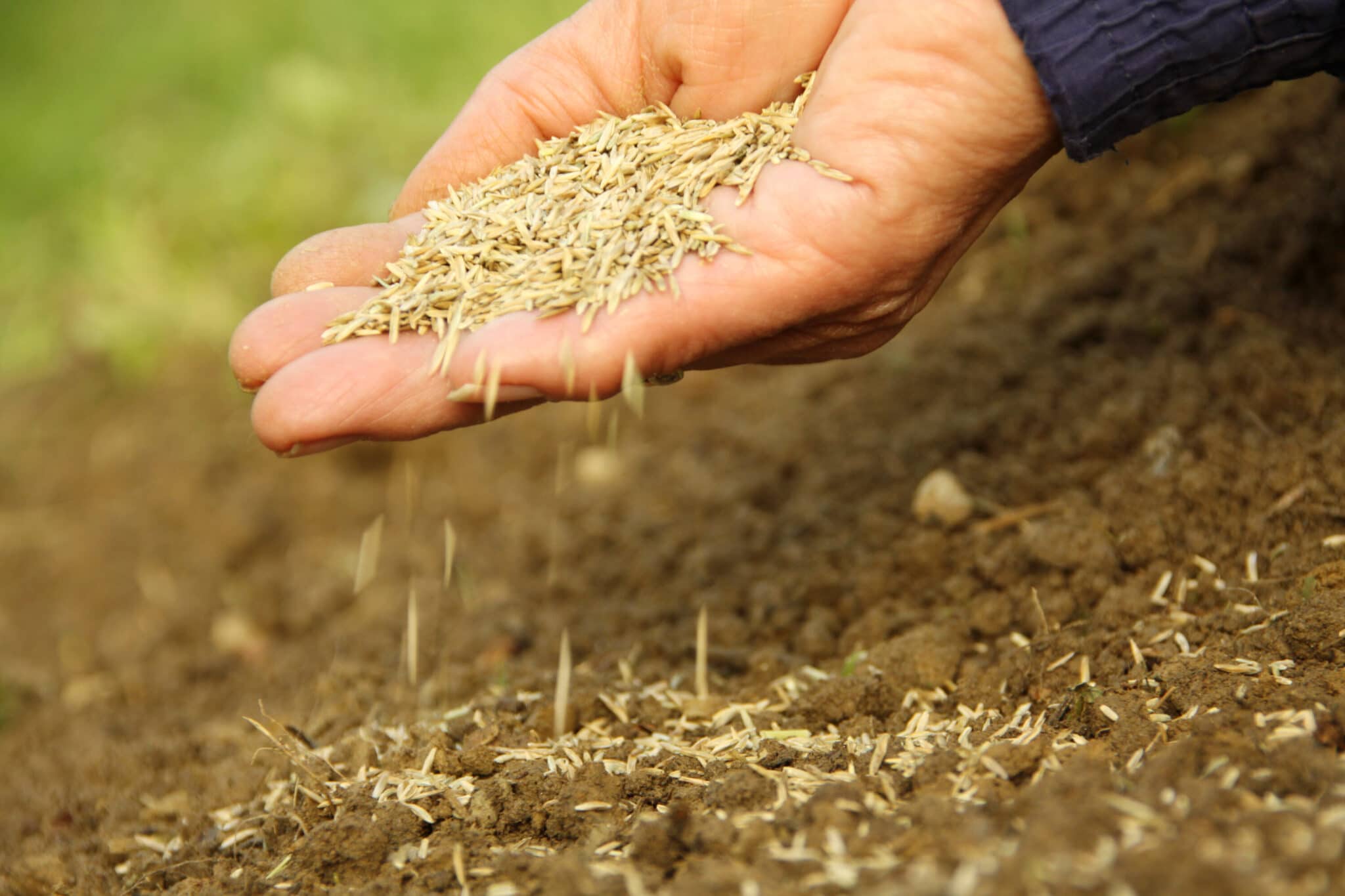 What’s the Best Grass Seed to Plant in April – And How Do You Get It to Grow Fast?