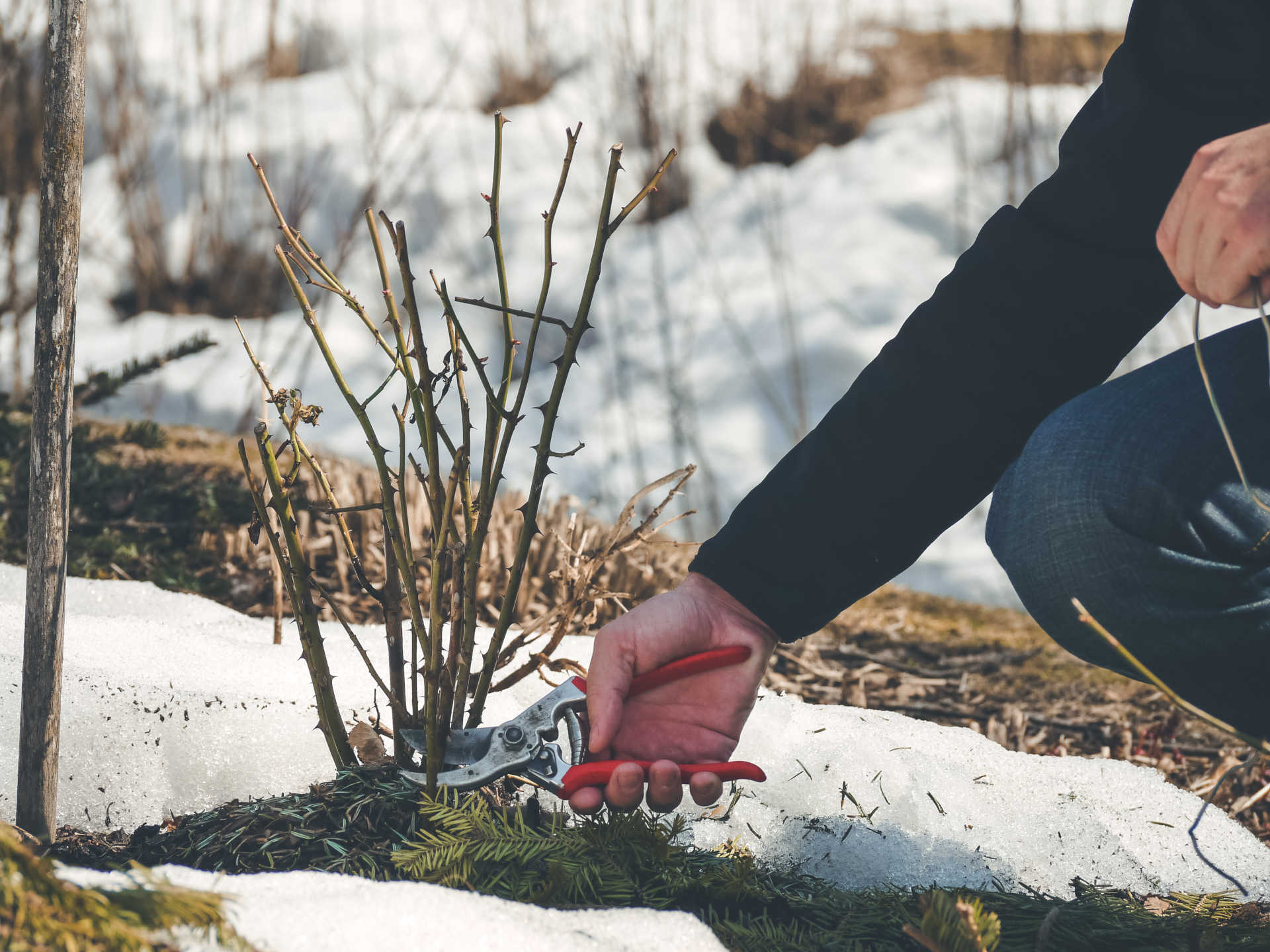 3 Essential Ways to Clean Up Your Garden Beds for Winter