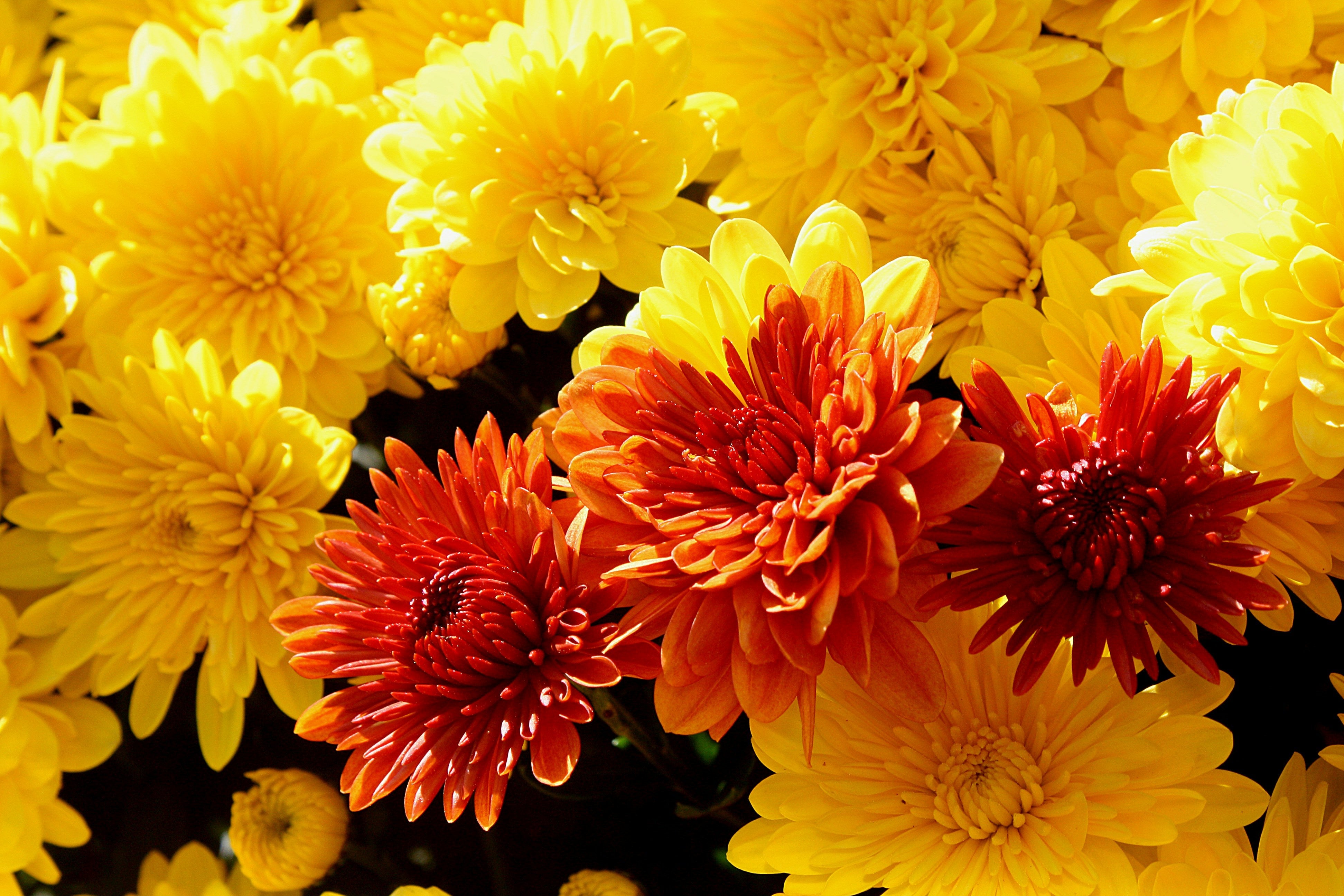 5 Best Fall Flowers for Your Ontario Garden and Containers
