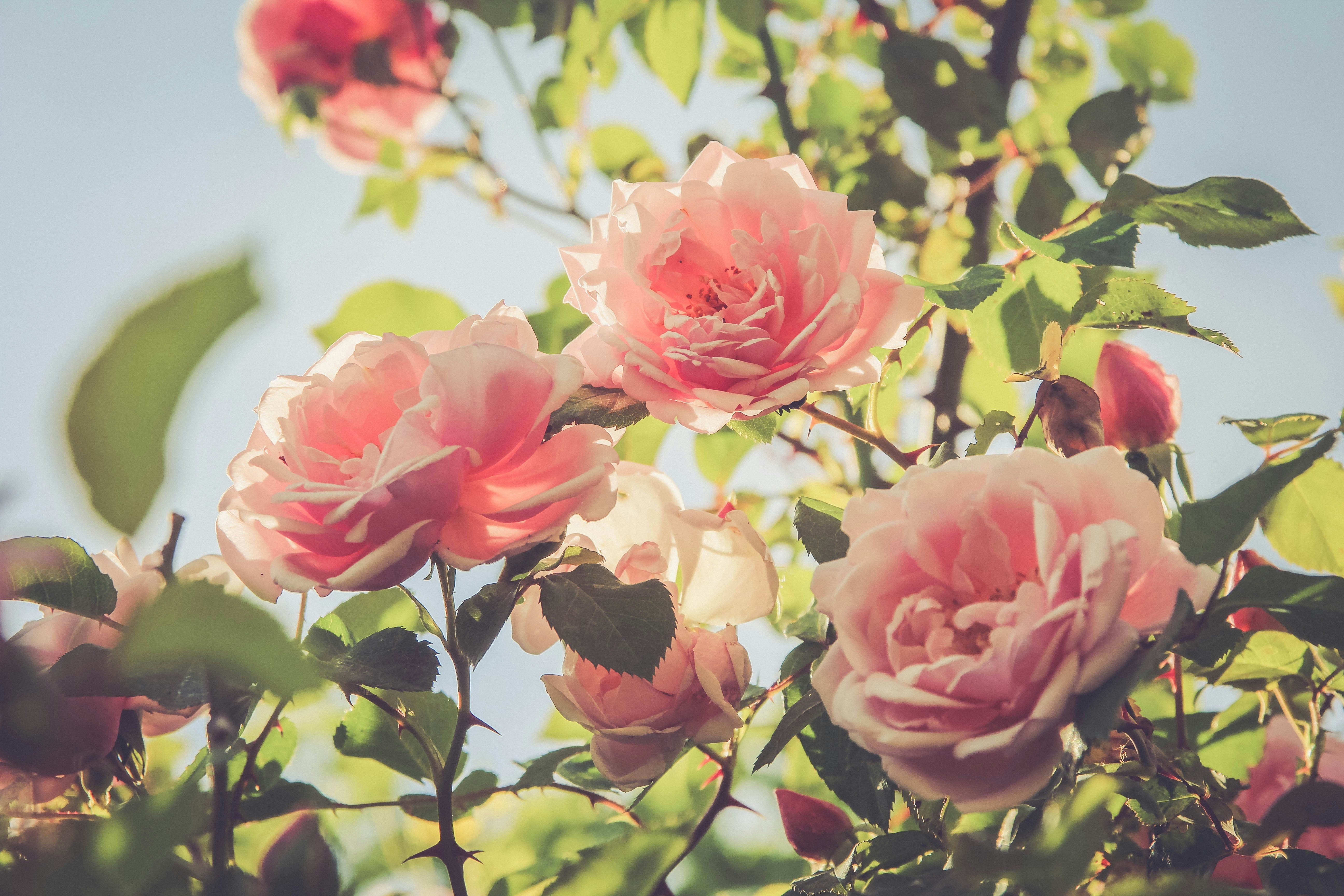 7 Annuals to Plant in June for a Full Summer of Colour