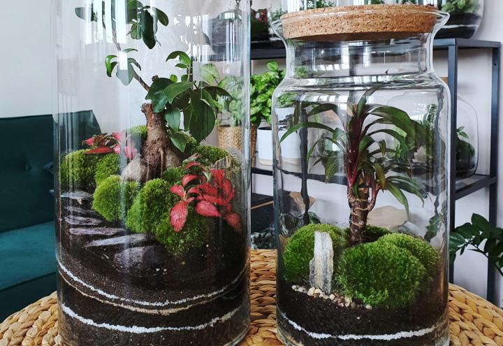 Create Your Own Terrific Terrarium