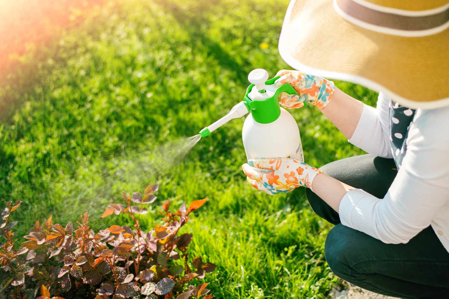 How To Prevent Pests in Your Houseplants ?