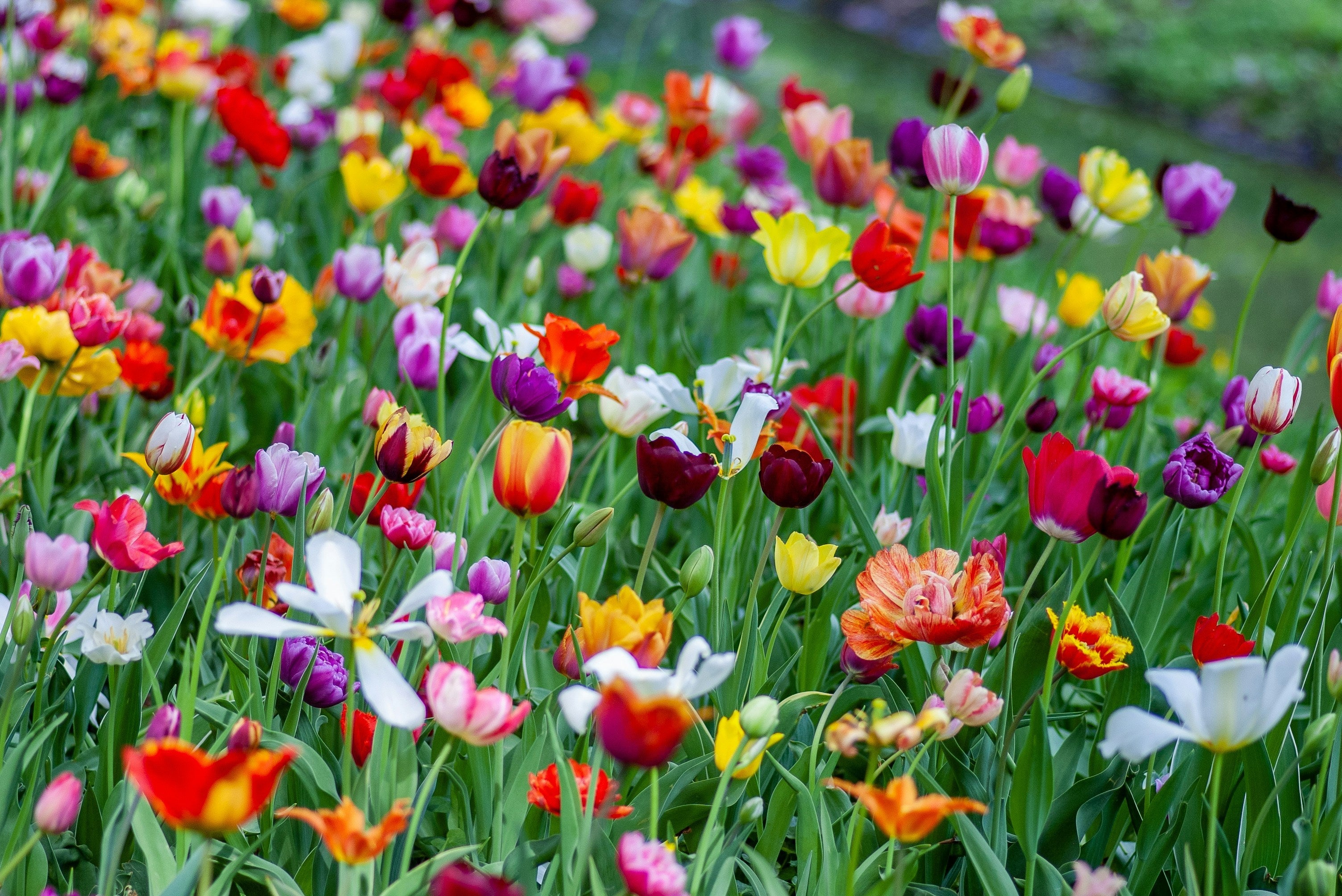 Which Spring Bulbs to Plant Now for a Colourful Spring Garden