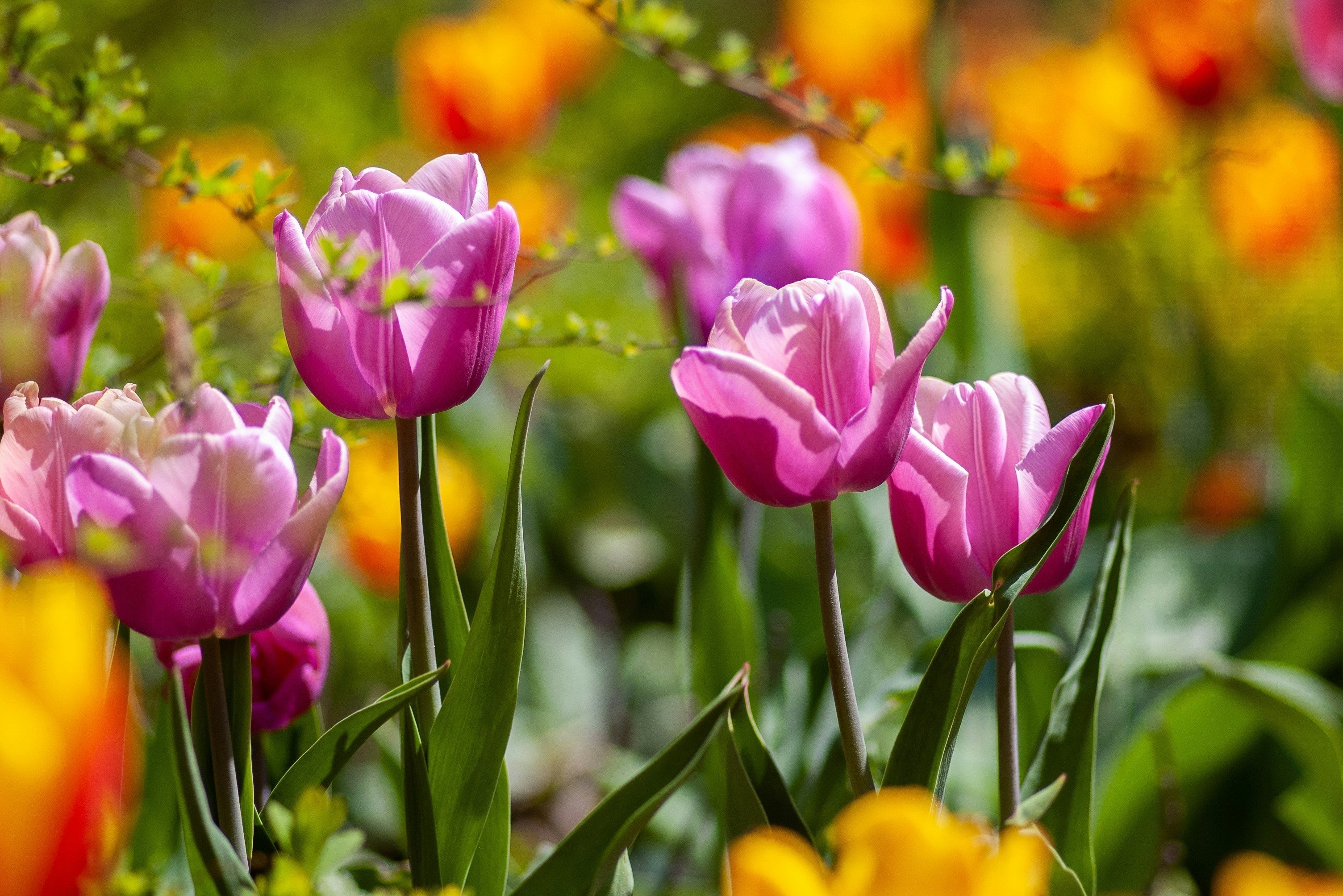 How to Plant Spring Bulbs for a Stunning April Garden