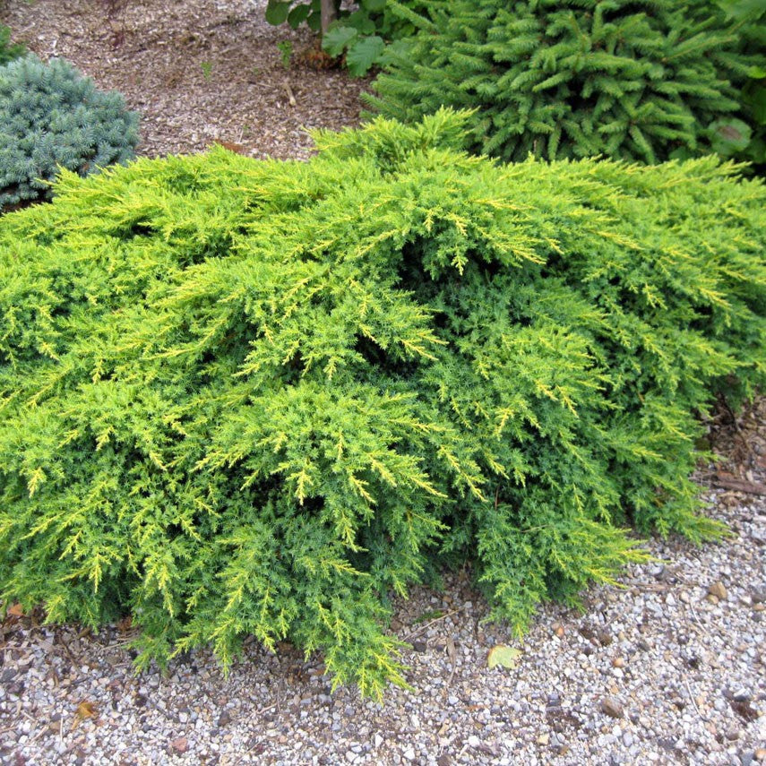 Spreading Evergreens