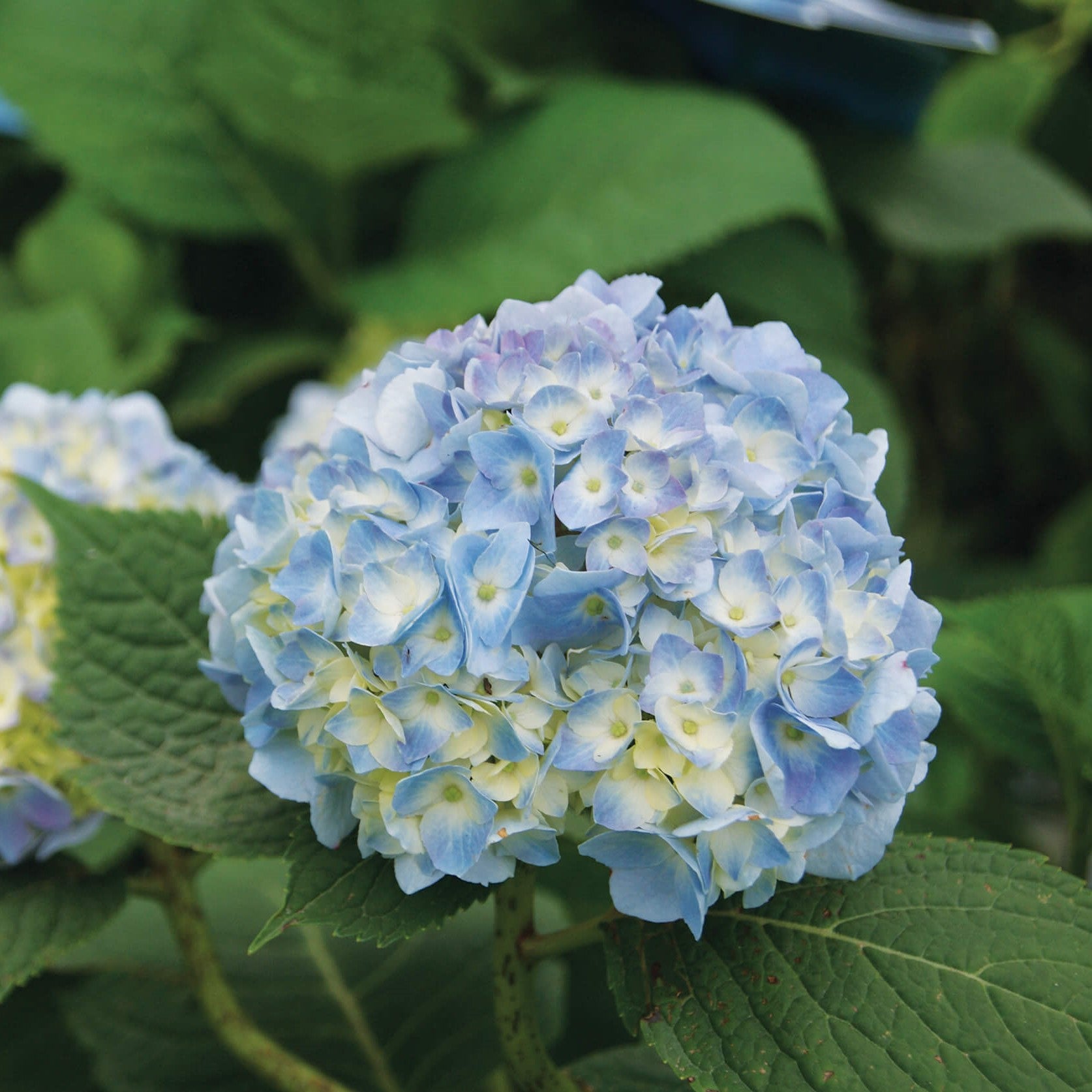 Hydrangea – Lakeside Garden Gallery