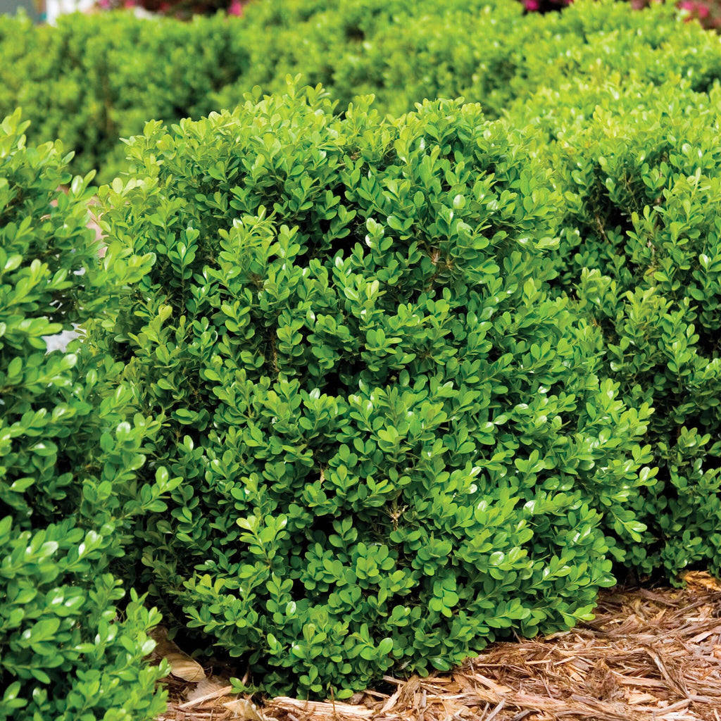 Broadleaf Evergreens