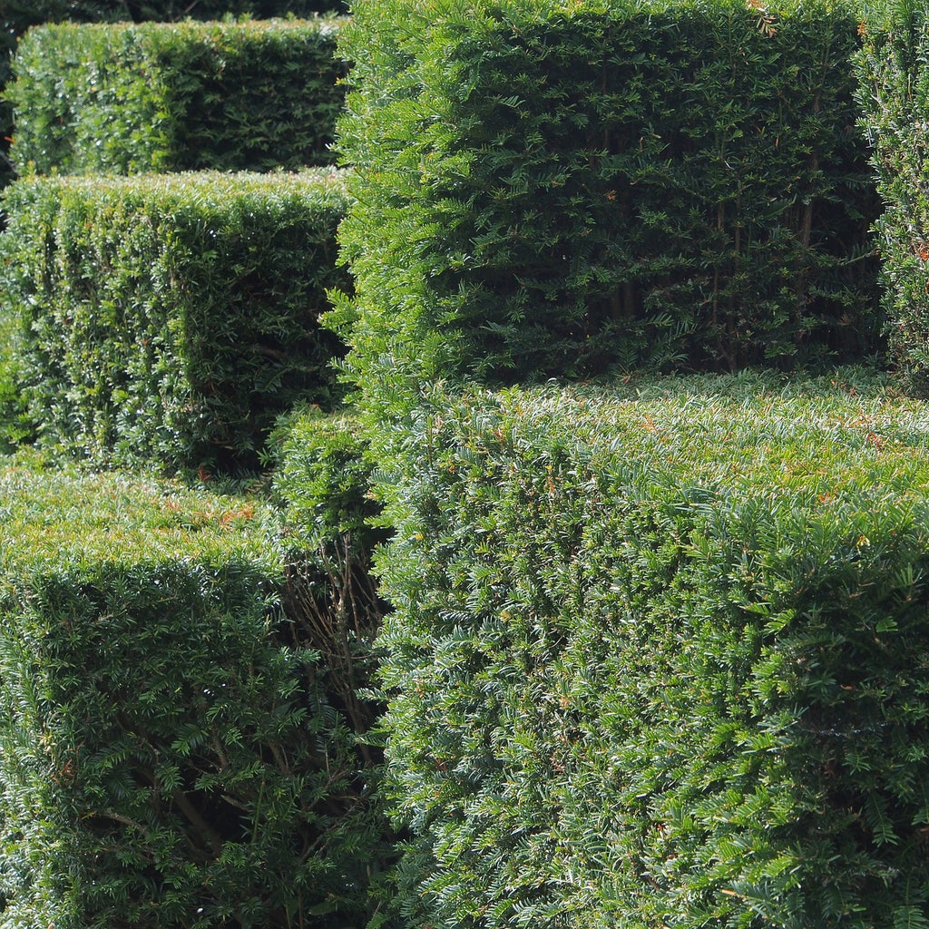 Topiary & Evergreen Standards