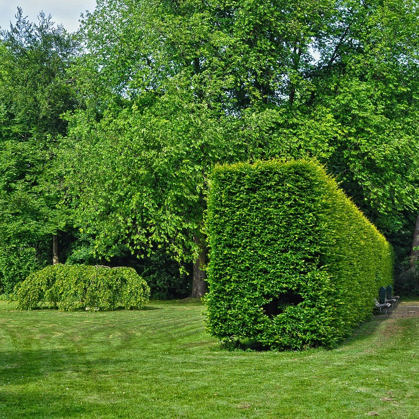 Upright Evergreens