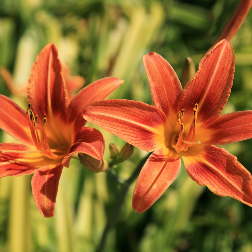 Daylily
