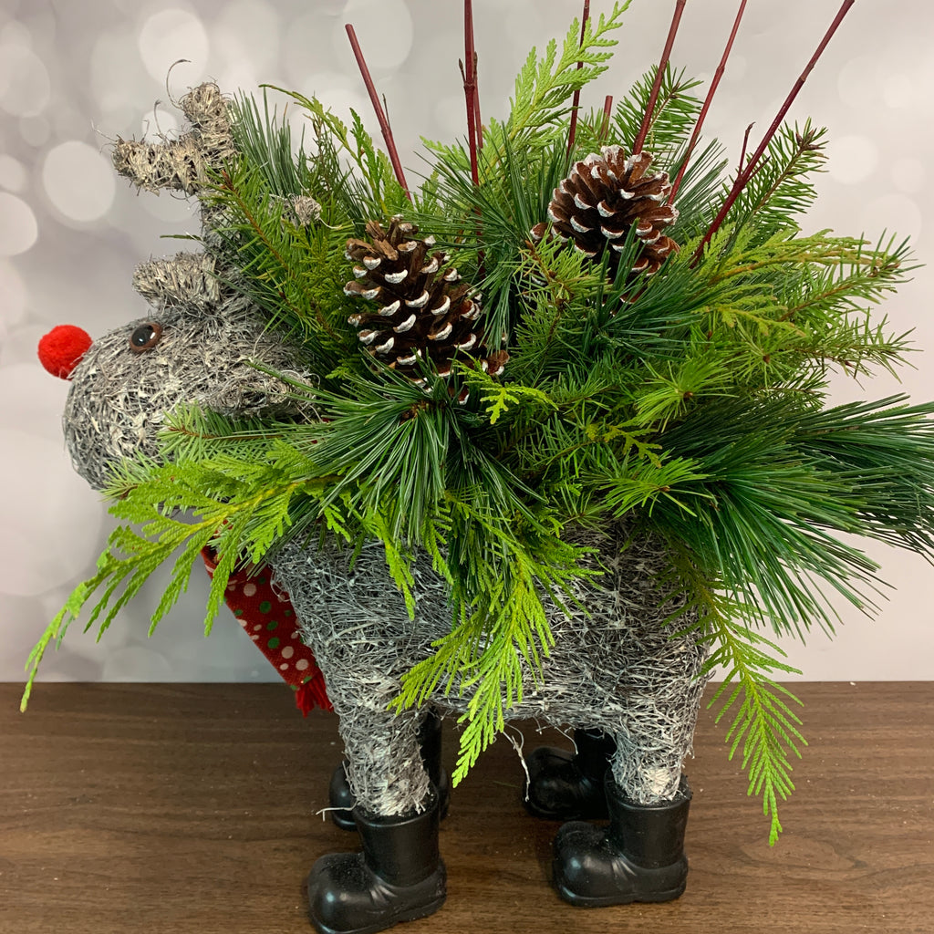 Reindeer