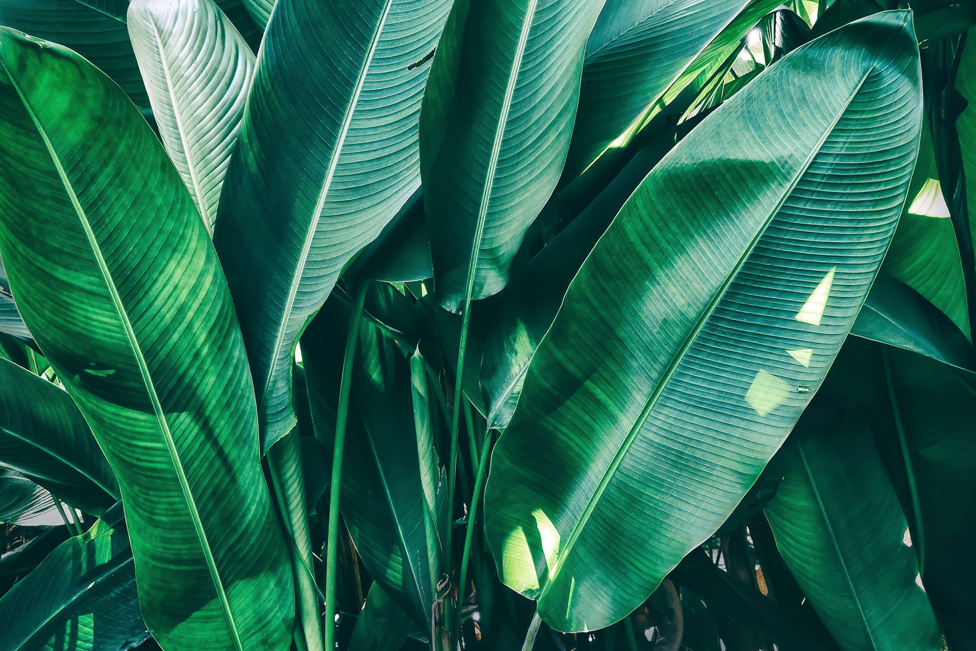 landscape design
garden landscaping
backyard design Ontario
landscaping services Brampton
professional landscapers
Lakeside Garden Gallery landscape design services in Brampton Ontario
custom backyard landscape design and installation
professional garden landscaping near me GTA
patio and outdoor living landscape design Ontario
front yard and backyard landscaping Brampton