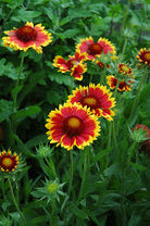 Blanket Flower Goblin with red blooms edged in gold at Lakeside Garden Gallery Brampton Ontario