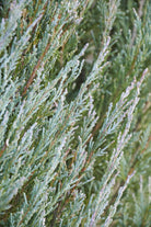 Blue Arrow Juniper upright evergreen with blue foliage at Lakeside Garden Gallery Brampton Ontario