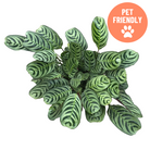 Calathea Burle Marx prayer plant with feathered green leaves at Lakeside Garden Gallery Brampton Ontario