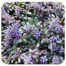 Carpet Bugleweed Chocolate Chip with blue flowers and dark foliage at Lakeside Garden Gallery Brampton Ontario