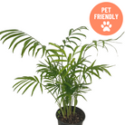 Chamaedorea elegans Parlor Palm in decorative pot available in Ontario
