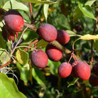 Crabapple Tree Dolgo with white flowers and red fruit at Lakeside Garden Gallery Brampton Ontario