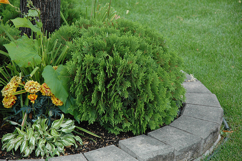Danica Globe Cedar dwarf evergreen shrub at Lakeside Garden Gallery Brampton Ontario