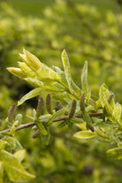Dappled Willow Standard ornamental tree with pink, white, and green foliage at Lakeside Garden Gallery Brampton Ontario