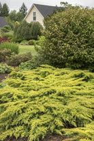 Daub’s Frosted Juniper Standard with blue-green and yellow foliage at Lakeside Garden Gallery Brampton Ontario