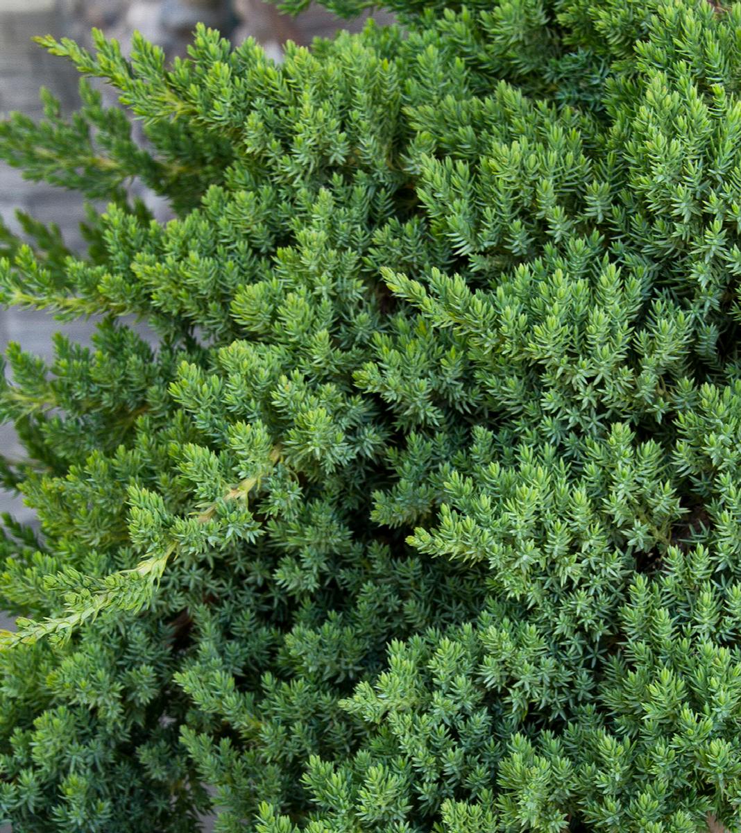 Dwarf Japanese Garden Juniper Standard with blue-green foliage at Lakeside Garden Gallery Brampton Ontario