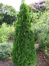 Emerald Petite Cedar compact evergreen shrub at Lakeside Garden Gallery Brampton Ontario