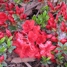 Fireball Deciduous Azalea with fiery red-orange blooms at Lakeside Garden Gallery Brampton Ontario