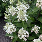 Flare Hydrangea Bloomin’ Easy with white to red blooms at Lakeside Garden Gallery Brampton Ontario