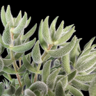 Crassula mesembryanthemoides succulent with fuzzy silvery leaves at Lakeside Garden Gallery Brampton Ontario