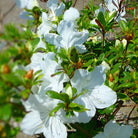 Girard’s Pleasant White Evergreen Azalea with white blooms at Lakeside Garden Gallery Brampton Ontario